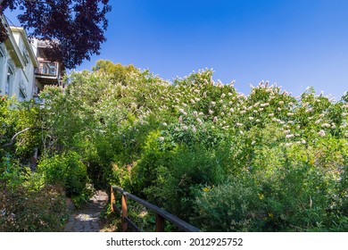 Nature Landscape Around Russian Hill Vallejo Street Crest Historic District At San Francisco, California