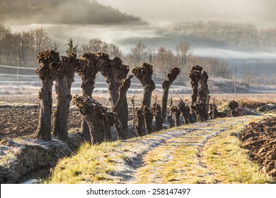 Nature Landscape Of La Garrotxa