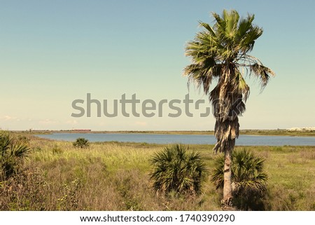 Nature landscape on Galveston Island, Texas, USA. A palm tree, the blue water of the lagoon and container ships in the far distance.