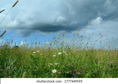 Nature landscape with various types of flowering wild plants red clover (Trifolium pratense), camomile,  mouse peas, ets. natural meadows  on the background of rain clouds