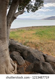 Nature Landscape - View from The Mount of Beatitudes is the base of a tree, rocks, and grass, near the shore of The Sea Of Galilee in Israel.