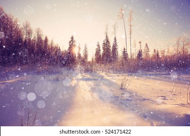 nature landscape winter forest frosted - Powered by Shutterstock