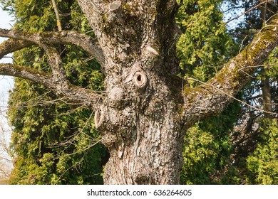 Nature of Latvia. Trunk of an old tree similar to the monster. - Shutterstock ID 636264605