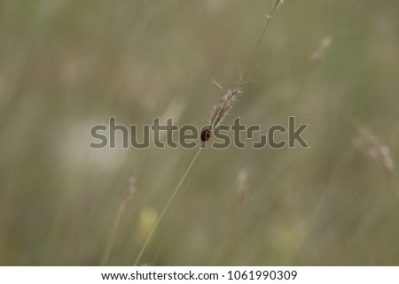 Similar – Forest strawberries in grass