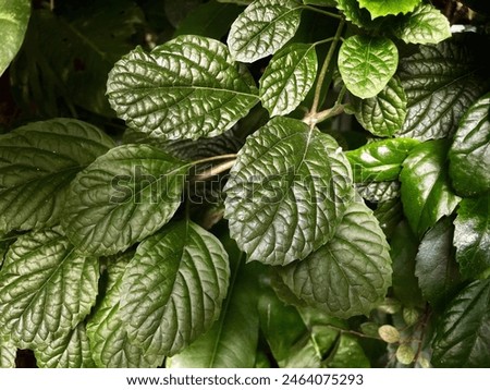 nature leaf pattern concept. Swedish ivy leaf (Plectranthus verticillatus)