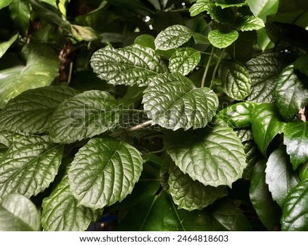 nature leaf pattern concept. Swedish ivy leaf (Plectranthus verticillatus)