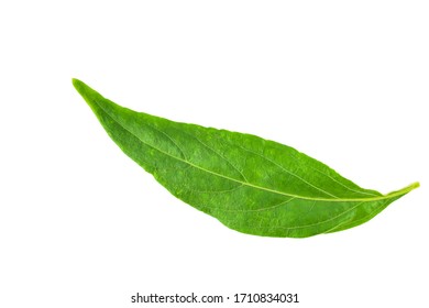 The nature of the leaves andrographis paniculata From a close perspective Is an herb that can resist virus and cure various diseases. Isolated white background - Shutterstock ID 1710834031