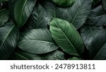 Nature leaves, green tropical forest, backgound concept