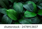 Nature leaves, green tropical forest, backgound concept