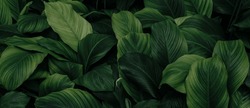 Naturblätter, Grüner Tropischer Wald, Konzept Der Hintergrundgrafik