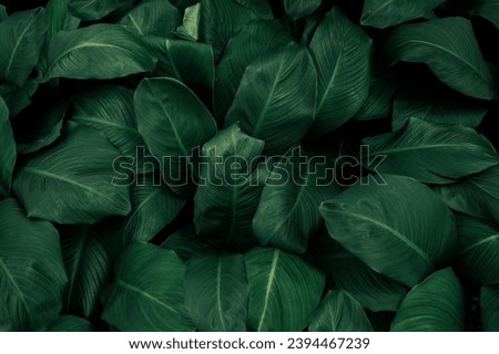 Nature leaves, green tropical forest, backgound illustration concept