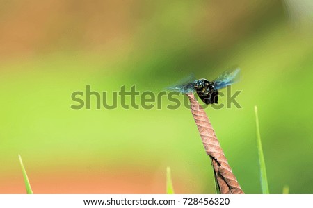 Similar – Image, Stock Photo The fly that wanted to be a bee