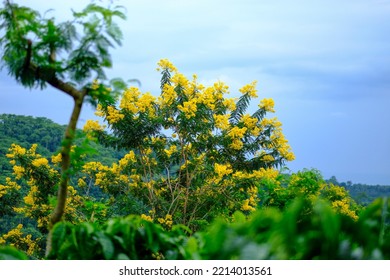 Nature At Lumajang Jember Indonesia