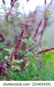 Nature At Lumajang Jember Indonesia