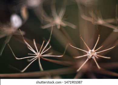 nature macro brown plant abstract - Shutterstock ID 1471901087