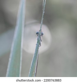 Nature macro fujifilm dragonfly insect 