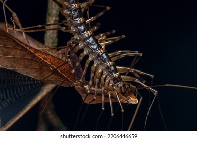 Nature Macro Image Of Huge House Centipede Having A Meal