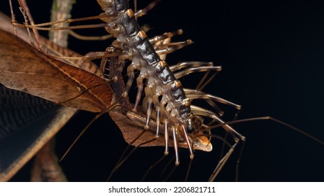 Nature Macro Image Of Huge House Centipede Having A Meal