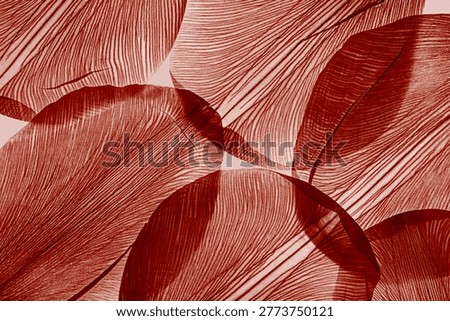 Nature macro pattern of dry dark red colored petals, translucent floral leaves with natural texture as abstract banner background. Monochrome colored skeleton flower petal, aesthetic beauty of nature