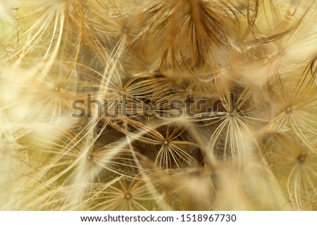 Similar – wheat field Wheat