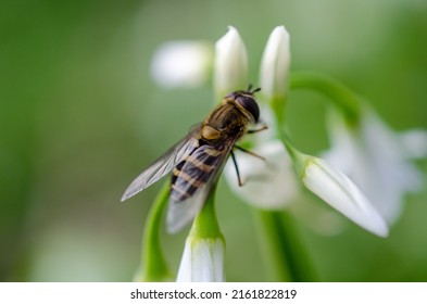 Nature Macro Photography With Insects And Beautiful Colors