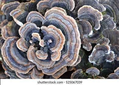 Nature Macro Photography Of Moss Detail