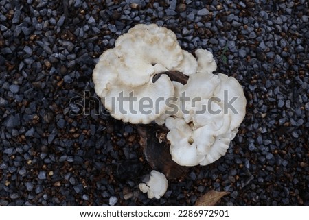 Nature miscellaneous texture stones mushroom 