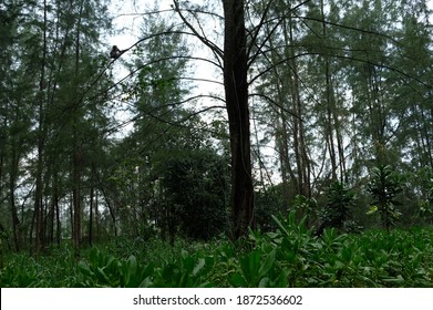 Nature, Monkey, Forest, Scenery Of Coney Island Singapore