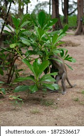 Nature, Monkey, Forest, Scenery Of Coney Island Singapore