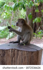 Nature, Monkey, Forest, Scenery Of Coney Island Singapore