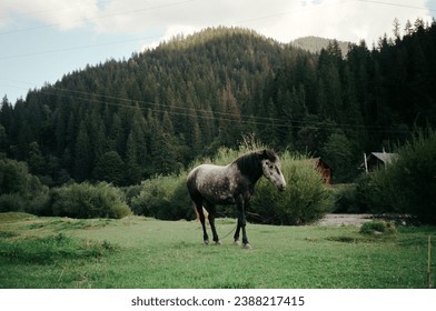 nature mountains countryside forest animal horse film camera minolta riva zoom