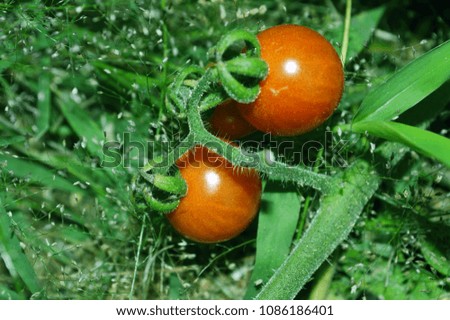 Similar – Rote Tomate und gelbe Tomate