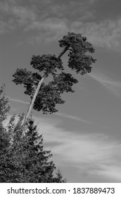 Nature In The Nationalpark Schönbuch, Germany