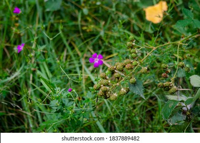 Nature In The Nationalpark Schönbuch, Germany