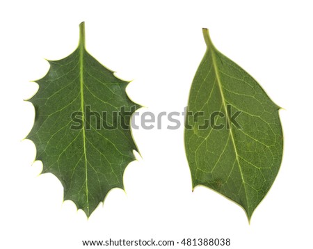 Nature, natural diversity. Smooth and prickly holly leaves. Epigenetic modifications, methylation.