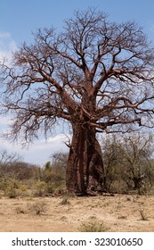 Nature Near Lake Eyasi