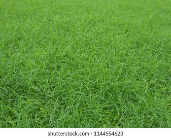 Nature object background 