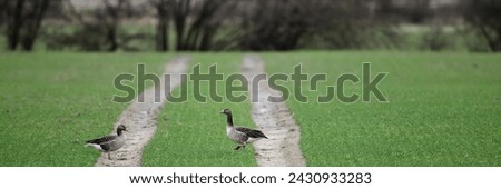 Nature office background with wild gander on green field and wet dirt road in side view