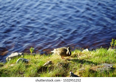 Nature Outdoor Summer In Kuopio City.