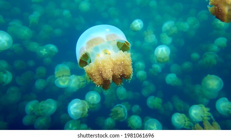 Nature Palau Ocean Beauty Jellyfish Animal Underwater - Shutterstock ID 1981061696