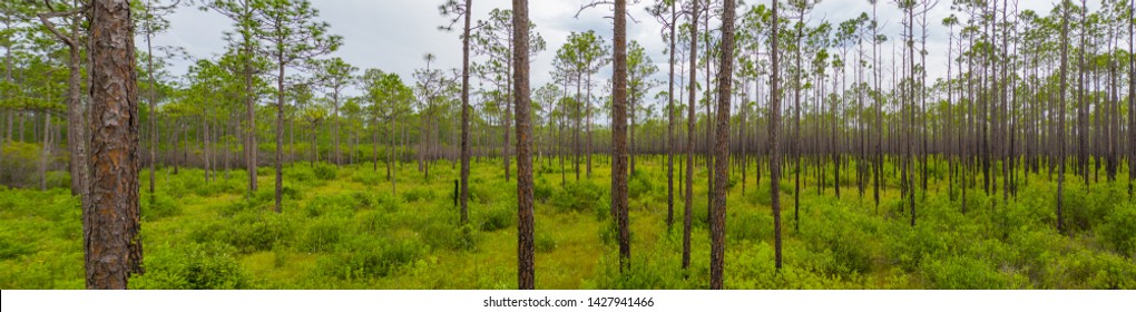 Nature Panorama Apalachicola National Forest Florida USA