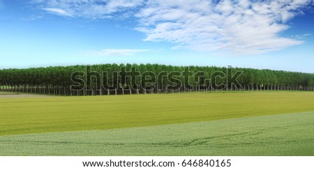 Courage to leave gaps. Missing trees in an avenue, landscape