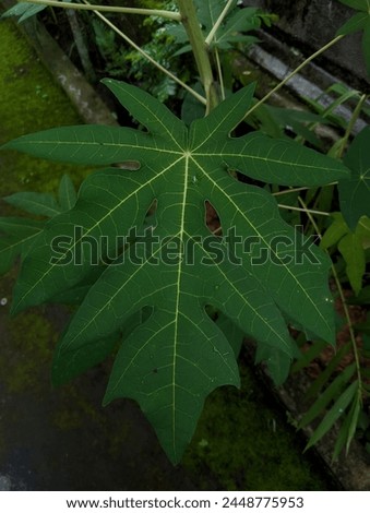 nature papaya leave back gound aestetic view