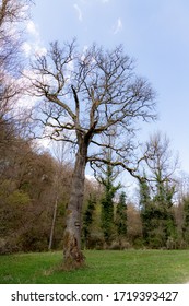 Königseiche In The Schönbuch Nature Park