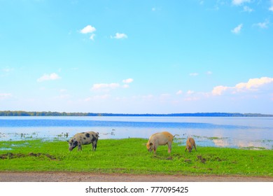 Nature Park Lonjsko Polje, Croatia