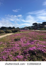 Nature Park In Monterey California.