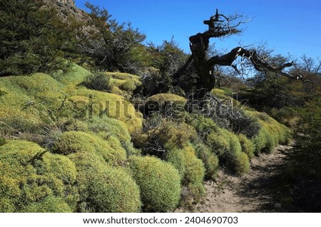 Nature of Patagonia, Thorny cushion-like shrub growing along hiking trail in Los Glaciares National Park in southern Argentina, Hierba negra or hierba de la culebra (Mulinum spinosum) endemic plant