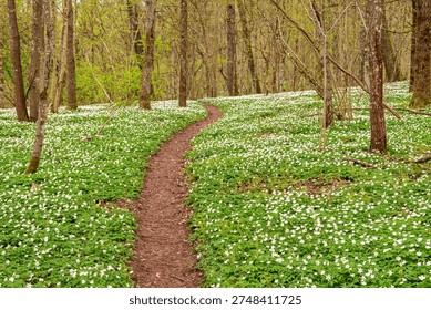 Nature path in a budding spring forest with flowering Wood anemones