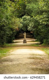 Nature path surrounded by trees in the autumn forest