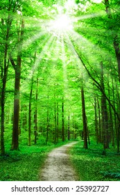 nature. pathway in the forest with sunlight